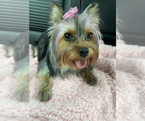 Mother of the Yorkshire Terrier puppies born on 04/21/2023