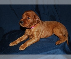 Irish Setter Puppy for sale in ANDERSON, IN, USA