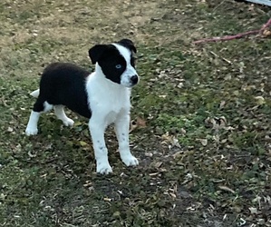 Australian Cattle Dog-Unknown Mix Dogs for adoption in LAMONI, IA, USA