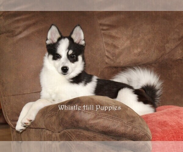 Medium Photo #1 Pomsky Puppy For Sale in DENVER, PA, USA