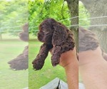 Small #3 Cocker Spaniel