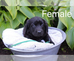 Puppy 7 Labrenees