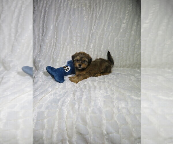 Medium Photo #4 Shorkie Tzu Puppy For Sale in COOKEVILLE, TN, USA