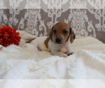 Small #4 Dachshund