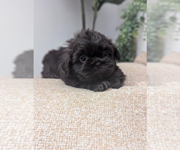 Medium Photo #3 Shih Tzu Puppy For Sale in LUGOFF, SC, USA