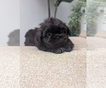 Small #1 Shih Tzu