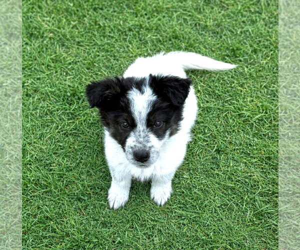 Medium Photo #6 Border Collie-Unknown Mix Puppy For Sale in Unionville, PA, USA
