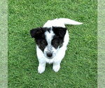 Small #5 Border Collie Mix