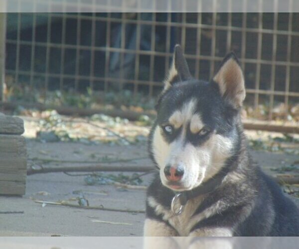 Medium Photo #4 Siberian Husky Puppy For Sale in Pacific grove , CA, USA