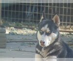 Small Photo #4 Siberian Husky Puppy For Sale in Pacific grove , CA, USA