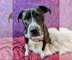 Small #3 American Pit Bull Terrier-Labrador Retriever Mix