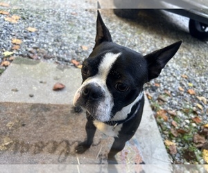 Faux Frenchbo Bulldog Puppy for sale in CUMMING, GA, USA