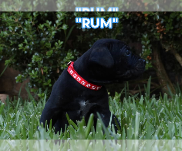 Medium Photo #13 America Bandogge Mastiff Puppy For Sale in DEER PARK, TX, USA