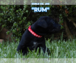 Small #12 America Bandogge Mastiff