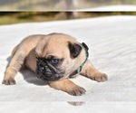 Small #7 Pug