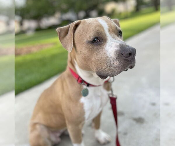 Medium Photo #3 Staffordshire Bull Terrier-Unknown Mix Puppy For Sale in San Jose, CA, USA