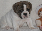 Small Photo #1 Beabull Puppy For Sale in HOLMESVILLE, OH, USA