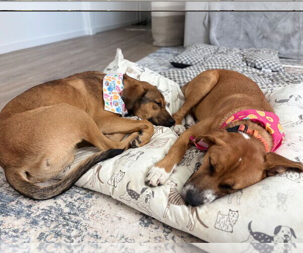 Medium Photo #5 Boxer-German Shepherd Dog Mix Puppy For Sale in San Bernardino , CA, USA
