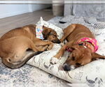Small #4 Boxer-German Shepherd Dog Mix