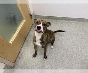 Mutt Dogs for adoption in Fort Collins, CO, USA