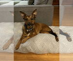 Small #6 German Shepherd Dog Mix