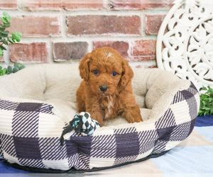 Cavapoo (Miniature) Puppy for sale in SYRACUSE, IN, USA