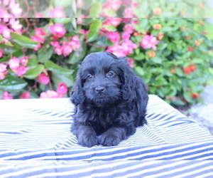 Cocker Spaniel-Poodle (Miniature) Mix Puppy for sale in SHILOH, OH, USA