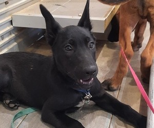 Belgian Malinois Puppy for Sale in DEQUINCY, Louisiana USA