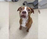 Small #2 American Pit Bull Terrier Mix