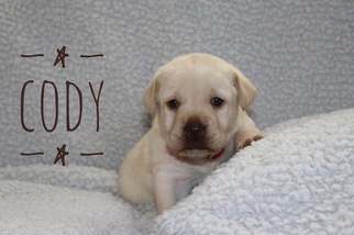 Labrador Retriever Puppy for sale in MC ARTHUR, OH, USA