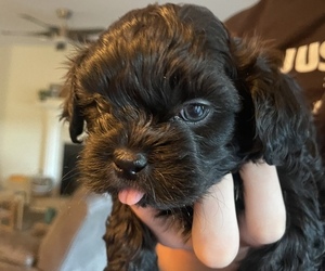 ShihPoo Puppy for sale in FRANKLINTON, NC, USA