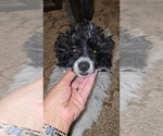Small #6 Poodle (Toy)