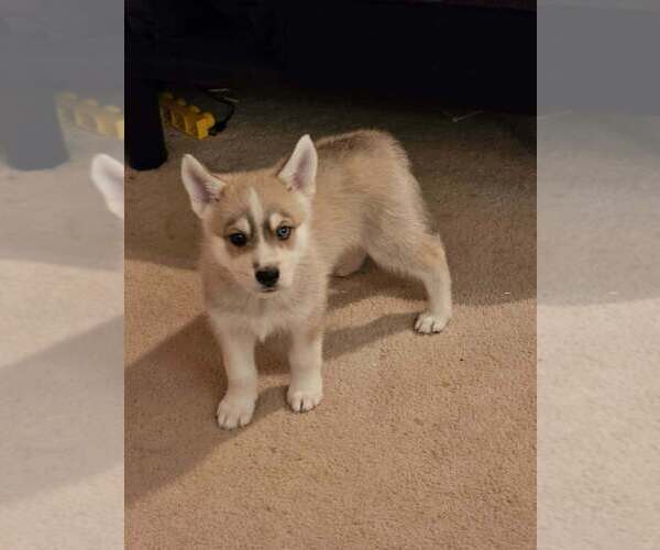 Medium Photo #1 Gerberian Shepsky Puppy For Sale in EDMORE, MI, USA