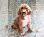 Small Photo #1 Goldendoodle mix (+ Poodle Miniature) Puppy For Sale in SYRACUSE, IN, USA