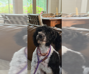 Lulu - Female Poodle (Miniature)-Unknown Mix Dog for Adoption - Photo #2
