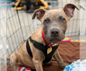 Mutt Dogs for adoption in Ventura, CA, USA