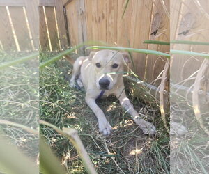 Mutt Dogs for adoption in Jackson, MS, USA