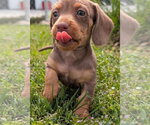 Small #3 Dachshund