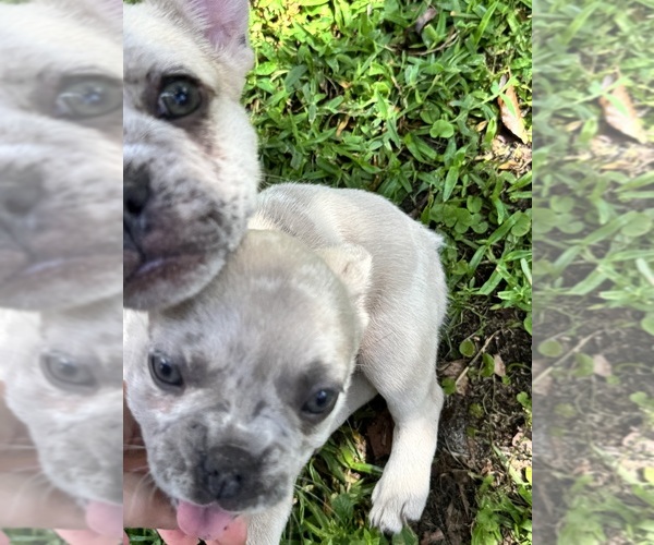 Medium Photo #4 French Bulldog Puppy For Sale in MICANOPY, FL, USA
