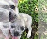 Small #3 French Bulldog