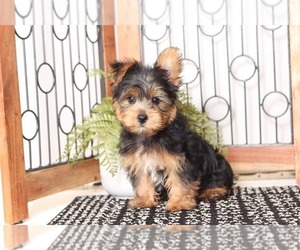 Yorkshire Terrier Puppy for sale in NAPLES, FL, USA