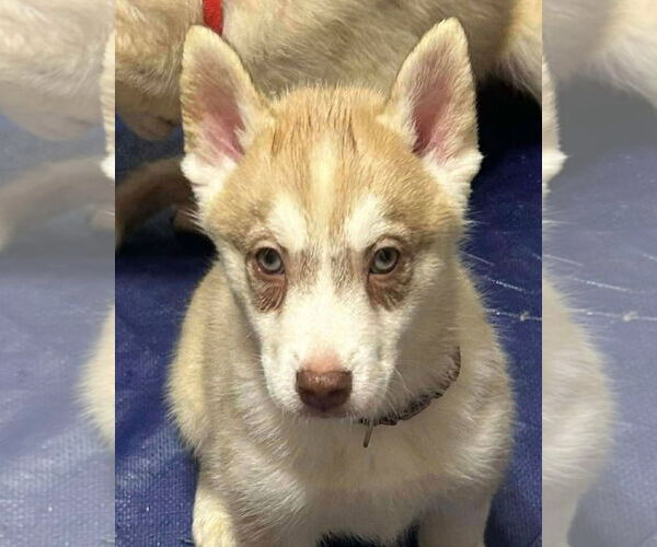 Medium Photo #1 Siberian Husky Puppy For Sale in Matawan, NJ, USA