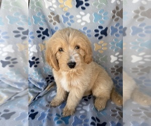F2 Aussiedoodle-Goldendoodle Mix Puppy for sale in BONNIEVILLE, KY, USA