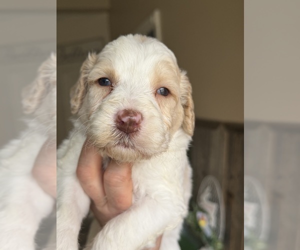 Medium Photo #6 Saint Berdoodle Puppy For Sale in PAW PAW, MI, USA
