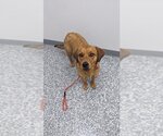 Small #11 Coonhound Mix
