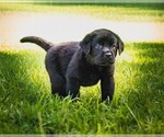 Small #2 Labrador Retriever