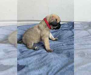 Medium Mastiff
