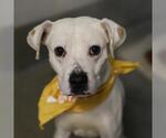 BRUCE - Male Boxer-Unknown Mix Dog for Adoption - Small photo