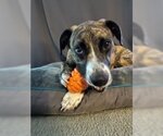 Small Photo #13 Mountain Cur-Unknown Mix Puppy For Sale in Rockaway, NJ, USA
