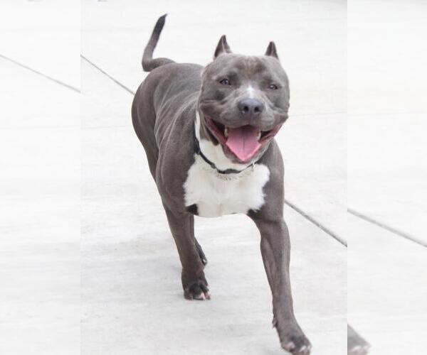 Medium Photo #2 American Pit Bull Terrier Puppy For Sale in Burbank, CA, USA